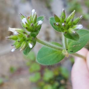 Photographie n°2556144 du taxon Cerastium glomeratum Thuill.