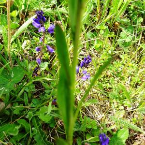 Photographie n°2556174 du taxon Polygala vulgaris L. [1753]