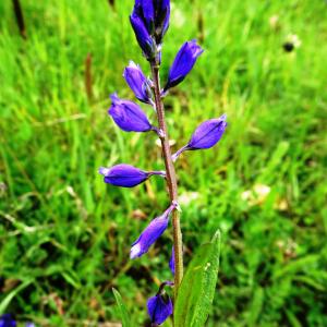 Photographie n°2556176 du taxon Polygala vulgaris L. [1753]