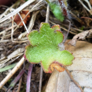 Photographie n°2556178 du taxon Saxifraga granulata L. [1753]