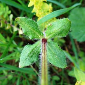 Photographie n°2556185 du taxon Cruciata laevipes Opiz [1852]