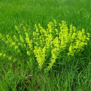 Photographie n°2556187 du taxon Cruciata laevipes Opiz [1852]