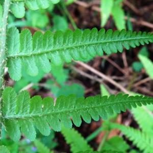 Photographie n°2556199 du taxon Polystichum setiferum (Forssk.) T.Moore ex Woyn. [1913]