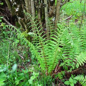 Photographie n°2556200 du taxon Polystichum setiferum (Forssk.) T.Moore ex Woyn. [1913]