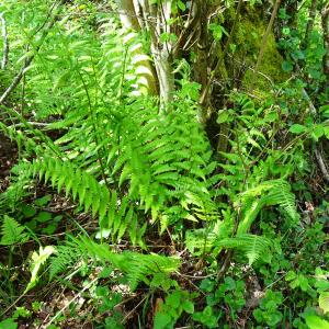 Photographie n°2556203 du taxon Polystichum setiferum (Forssk.) T.Moore ex Woyn. [1913]