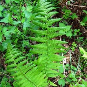 Photographie n°2556206 du taxon Polystichum setiferum (Forssk.) T.Moore ex Woyn. [1913]