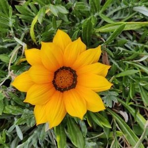 Gazania rigens (L.) Gaertn. (Gazanie)