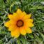  ManonV - Gazania rigens (L.) Gaertn.