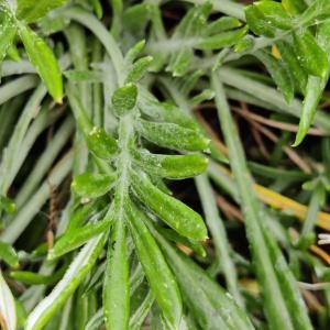  - Gazania rigens (L.) Gaertn.