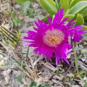 Photographie n°2556275 du taxon Carpobrotus N.E.Br.