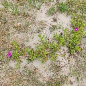 Photographie n°2556276 du taxon Carpobrotus N.E.Br.