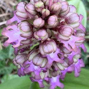 Photographie n°2556287 du taxon Himantoglossum robertianum (Loisel.) P.Delforge [1999]