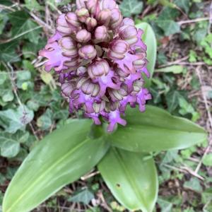 Photographie n°2556288 du taxon Himantoglossum robertianum (Loisel.) P.Delforge [1999]