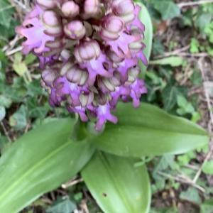Photographie n°2556290 du taxon Himantoglossum robertianum (Loisel.) P.Delforge [1999]