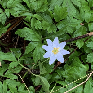 Photographie n°2556308 du taxon Anemone nemorosa L. [1753]