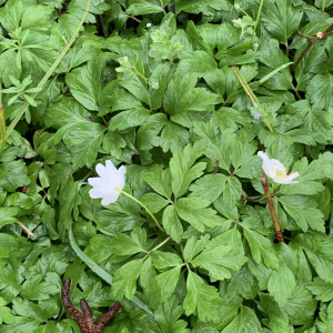 Photographie n°2556309 du taxon Anemone nemorosa L. [1753]