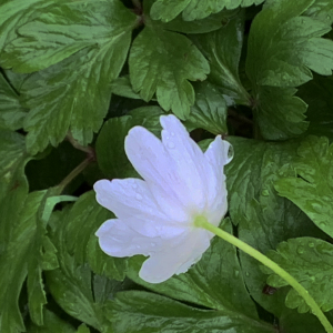 Photographie n°2556311 du taxon Anemone nemorosa L. [1753]