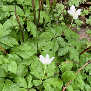 Photographie n°2556312 du taxon Anemone nemorosa L. [1753]