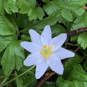 Photographie n°2556313 du taxon Anemone nemorosa L. [1753]