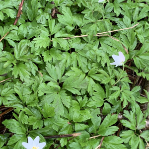 Photographie n°2556314 du taxon Anemone nemorosa L. [1753]