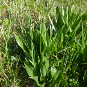 Photographie n°2556354 du taxon Colchicum autumnale L. [1753]