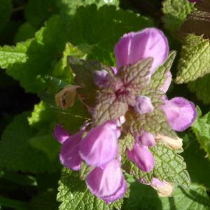 Photographie n°2556358 du taxon Lamium maculatum (L.) L. [1763]