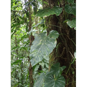 Anthurium grandifolium (Jacq.) Kunth (Gwo sigin)