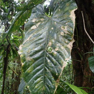  - Anthurium grandifolium (Jacq.) Kunth [1841]