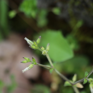 Photographie n°2556415 du taxon Cerastium glomeratum Thuill. [1799]