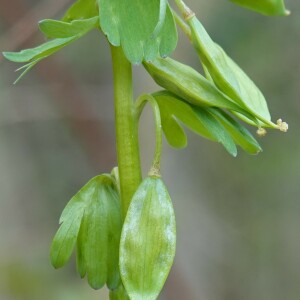 Photographie n°2556454 du taxon Corydalis solida (L.) Clairv.