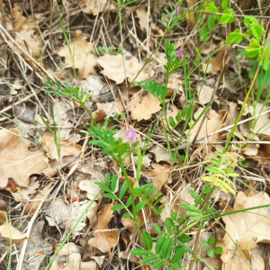 Photographie n°2556506 du taxon Vicia sativa L.