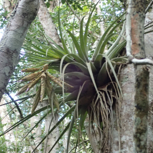  - Tillandsia fasciculata Sw.