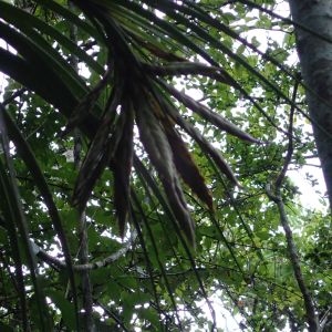 Photographie n°2556515 du taxon Tillandsia fasciculata Sw.