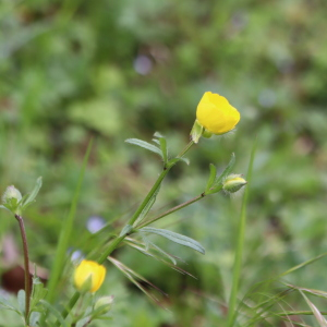 Photographie n°2556517 du taxon Ranunculus bulbosus L. [1753]