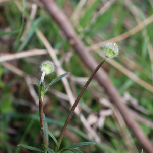 Photographie n°2556518 du taxon Ranunculus bulbosus L. [1753]