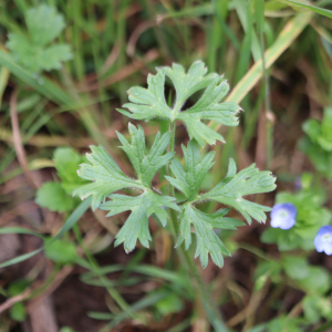 Photographie n°2556519 du taxon Ranunculus bulbosus L. [1753]