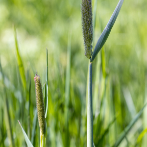 Photographie n°2556553 du taxon Alopecurus pratensis L. [1753]