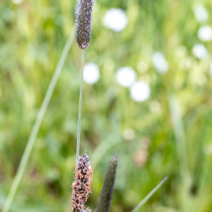 Photographie n°2556593 du taxon Alopecurus pratensis L. [1753]