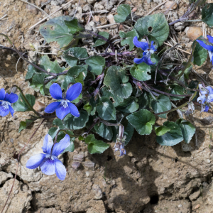  - Viola riviniana Rchb.