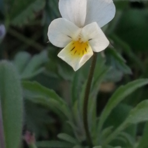 Photographie n°2556644 du taxon Viola arvensis Murray