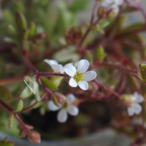 Photographie n°2556678 du taxon Saxifraga tridactylites L. [1753]