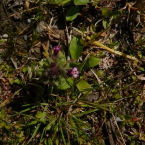 Photographie n°2556730 du taxon Parentucellia latifolia (L.) Caruel