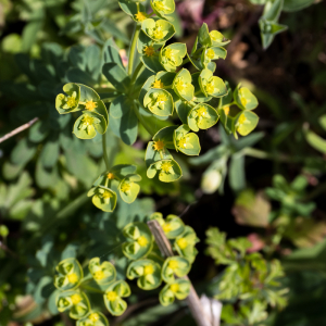 Photographie n°2556774 du taxon Euphorbia segetalis subsp. portlandica (L.) Litard. [1936]