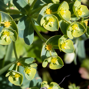 Photographie n°2556777 du taxon Euphorbia segetalis subsp. portlandica (L.) Litard. [1936]