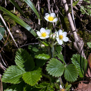  - Fragaria moschata Weston