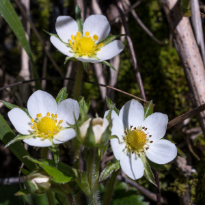  - Fragaria moschata Weston