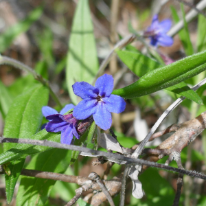 Photographie n°2556781 du taxon Buglossoides purpurocaerulea (L.) I.M.Johnst. [1954]