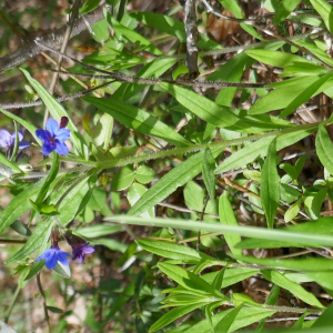 Photographie n°2556782 du taxon Buglossoides purpurocaerulea (L.) I.M.Johnst. [1954]