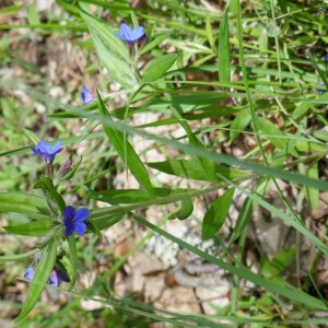 Photographie n°2556784 du taxon Buglossoides purpurocaerulea (L.) I.M.Johnst. [1954]