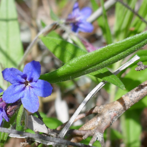 Photographie n°2556785 du taxon Buglossoides purpurocaerulea (L.) I.M.Johnst. [1954]